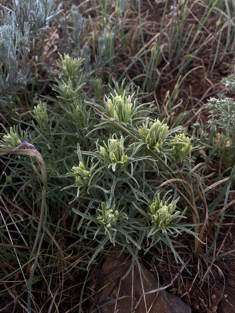 Castilleja pallescens var. inverta photo 4