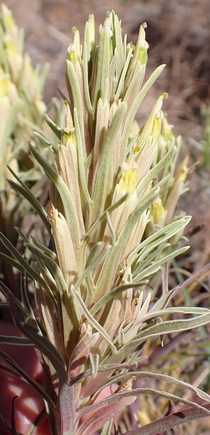 Castilleja pallescens var. inverta photo 5
