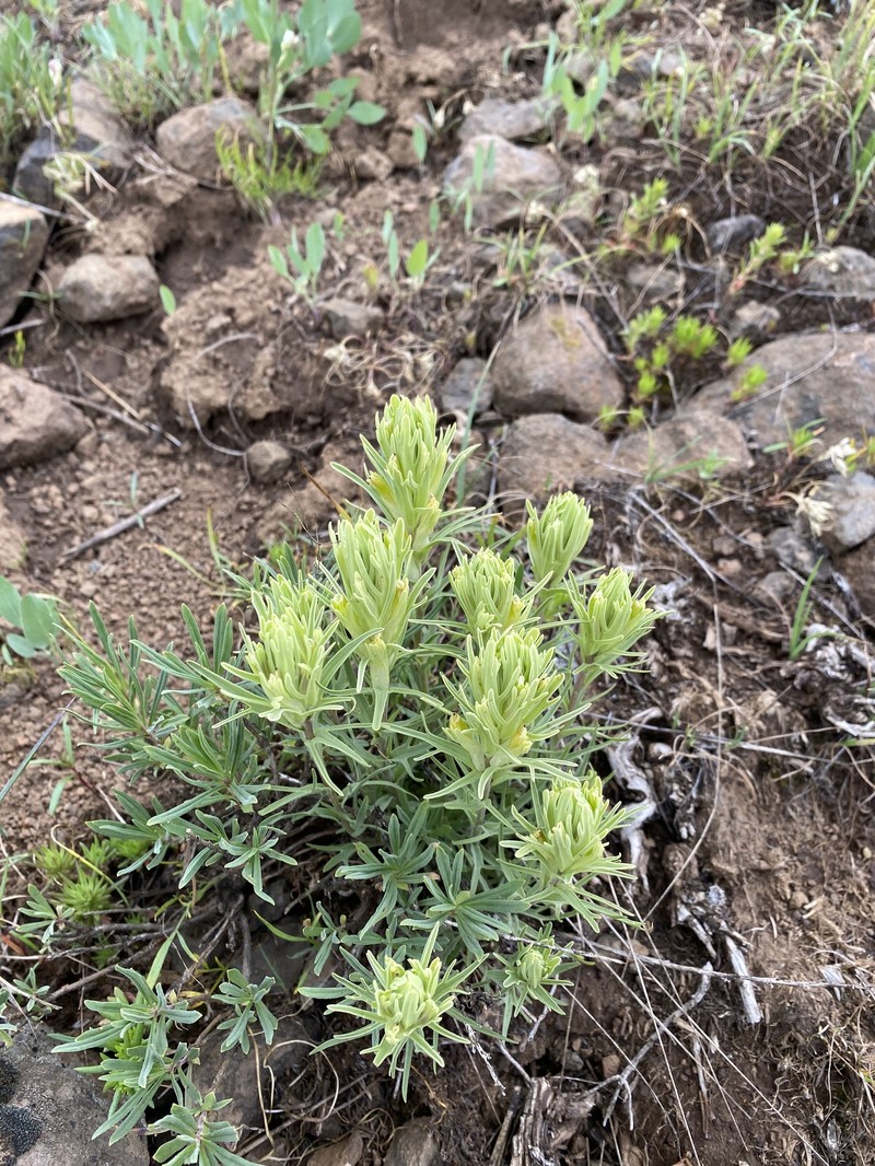 Castilleja pallescens var. inverta photo 6