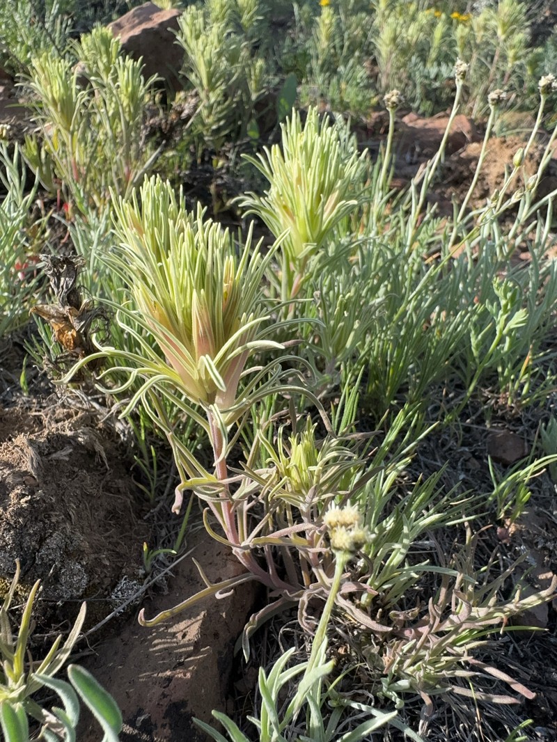 Castilleja pallescens var. inverta photo 7