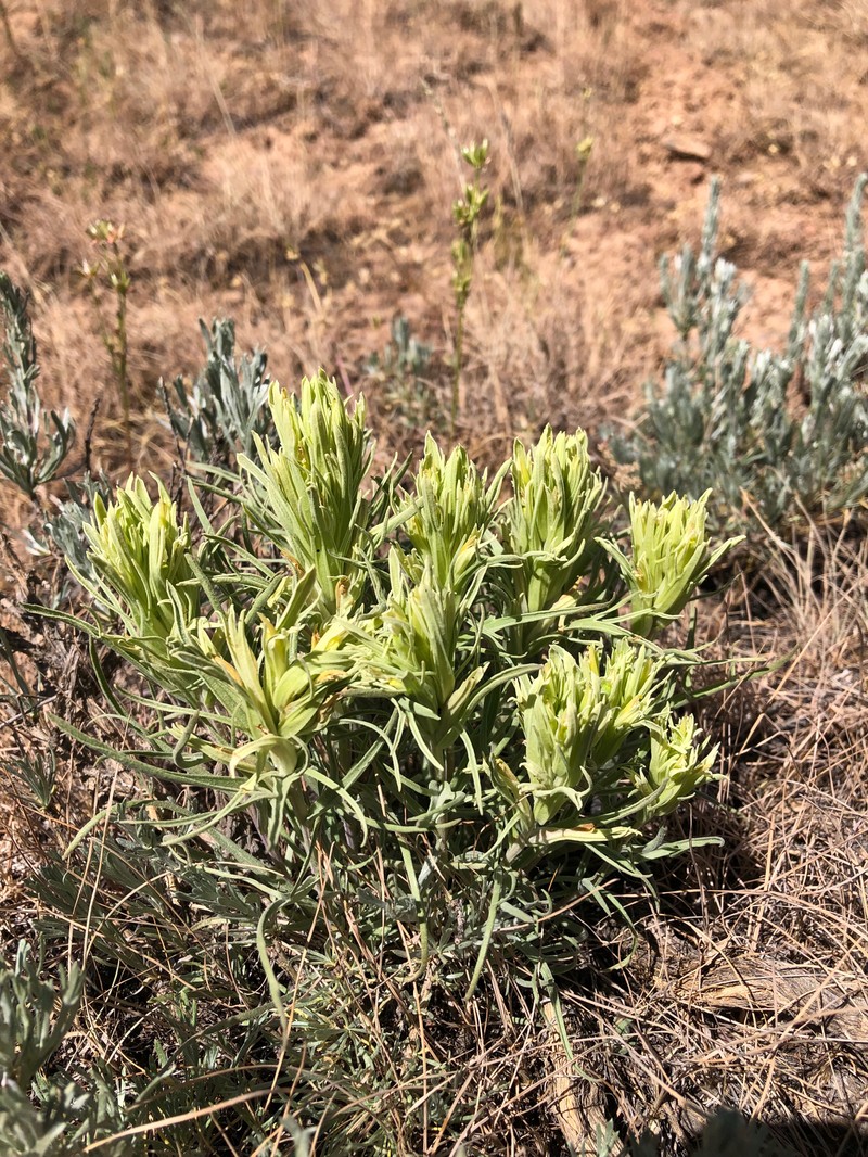 Castilleja pallescens var. inverta photo 8