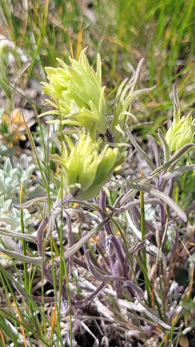 Castilleja pallescens var. pallescens