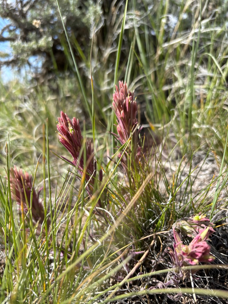 Castilleja pallescens var. pallescens photo 2