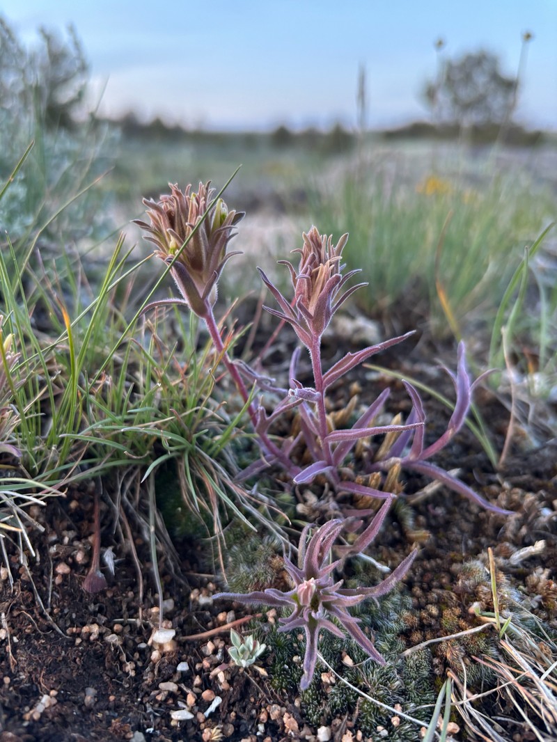 Castilleja pallescens var. pallescens photo 3