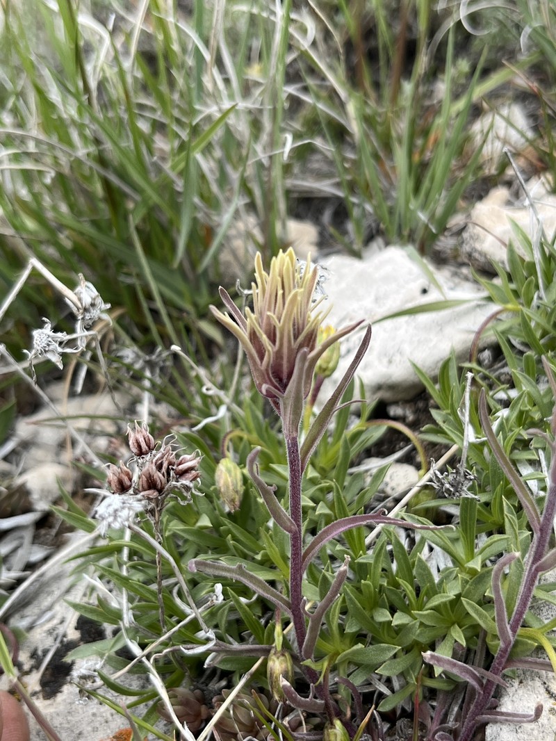 Castilleja pallescens var. pallescens photo 4