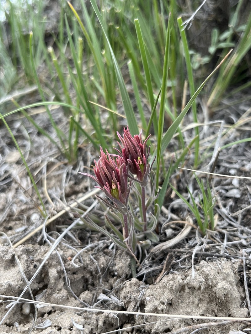 Castilleja pallescens var. pallescens photo 5