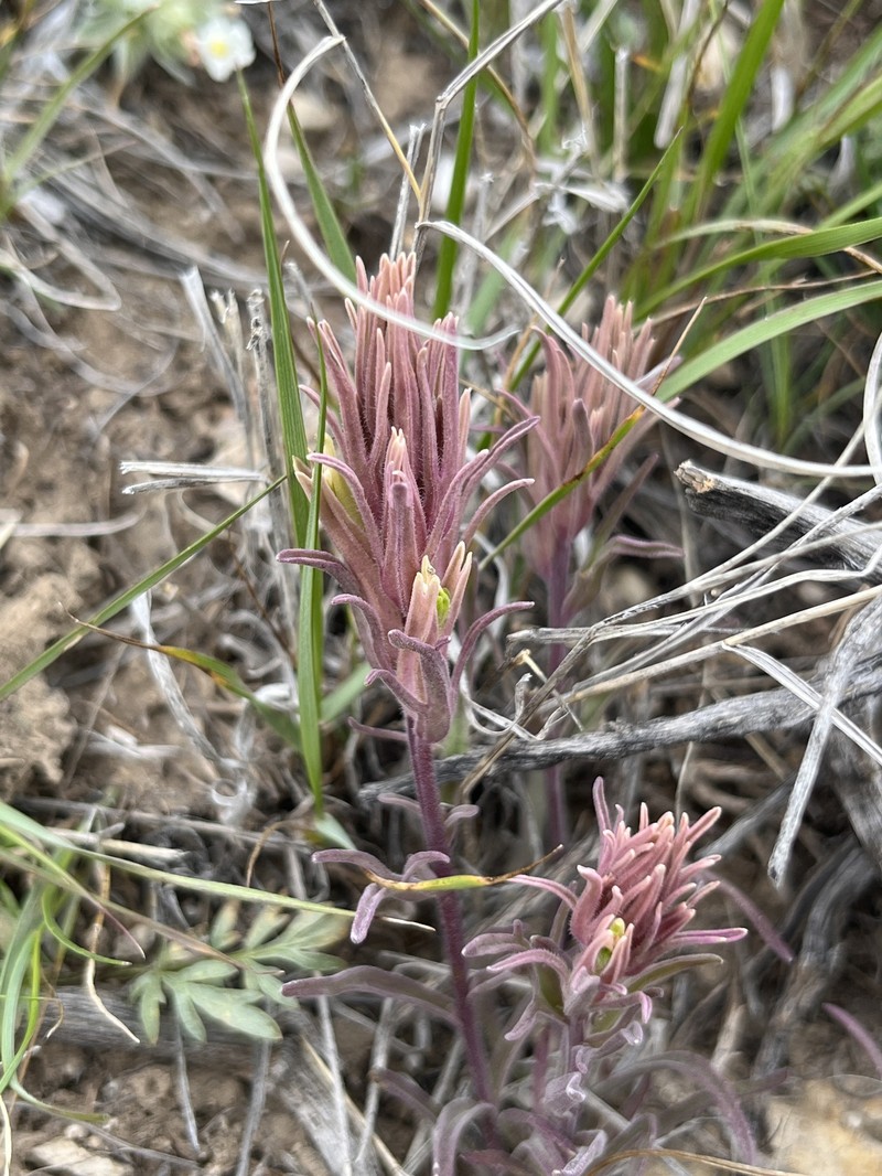 Castilleja pallescens var. pallescens photo 6
