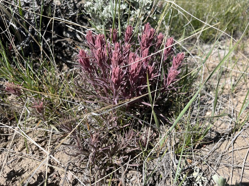 Castilleja pallescens var. pallescens photo 7