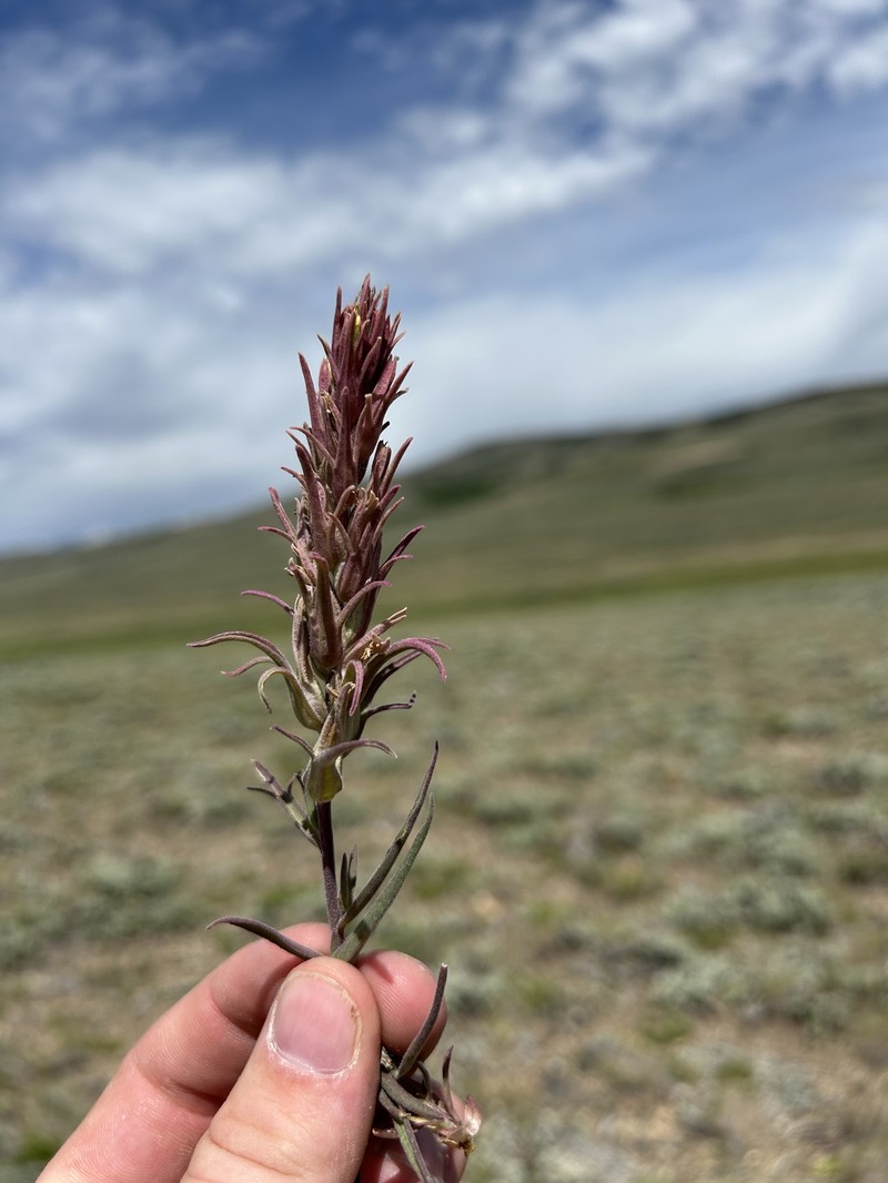 Castilleja pallescens var. pallescens photo 8