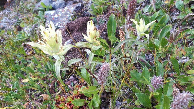 Castilleja pallida photo 2