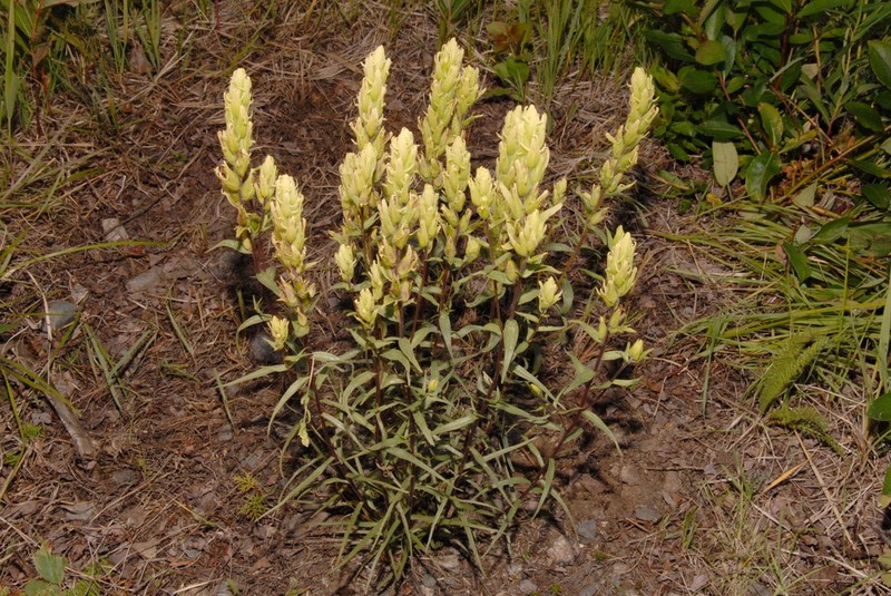Castilleja pallida photo 3
