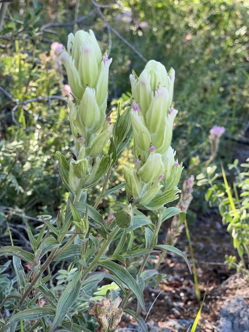 Castilleja pallida photo 4