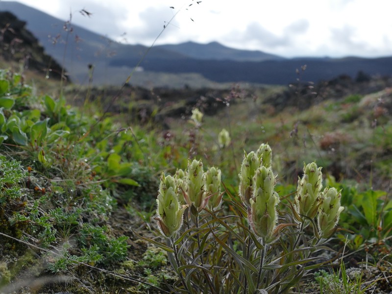 Castilleja pallida photo 5