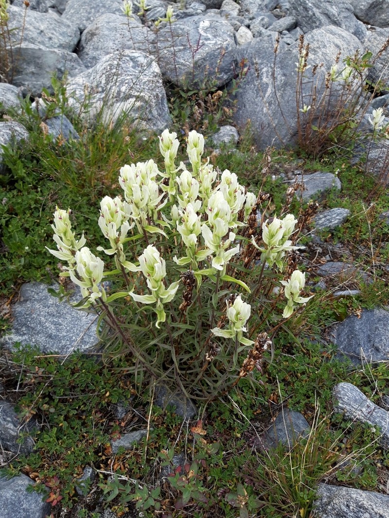 Castilleja pallida photo 6