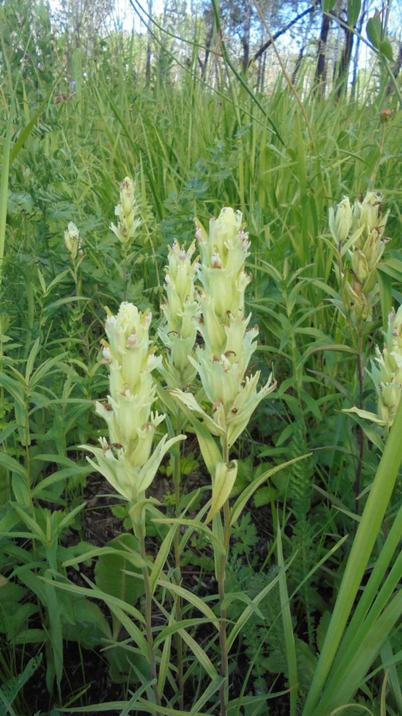 Castilleja pallida photo 7