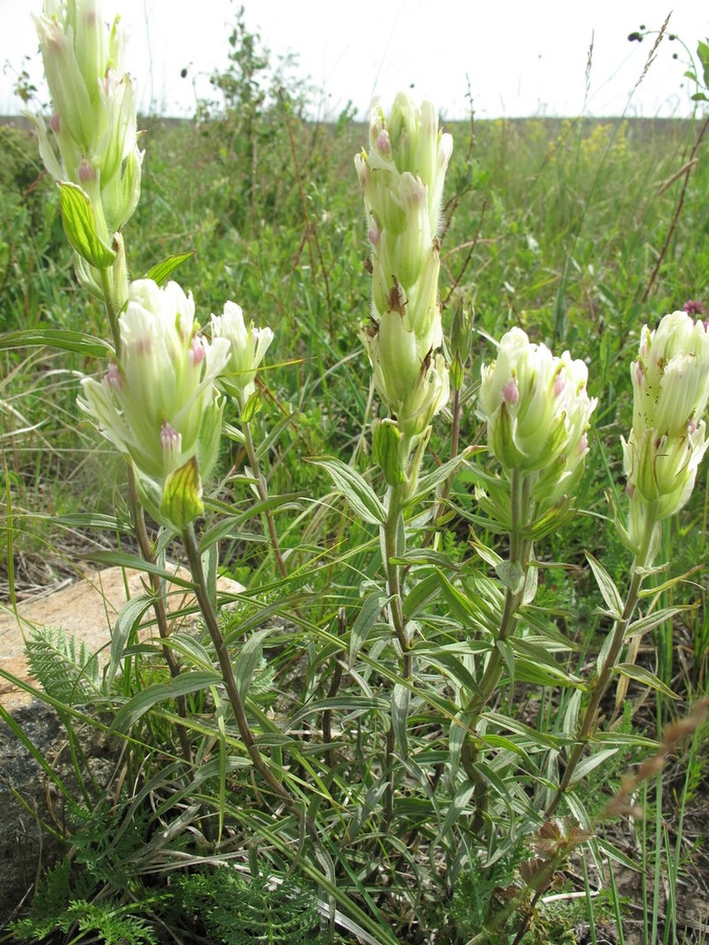Castilleja pallida photo 8
