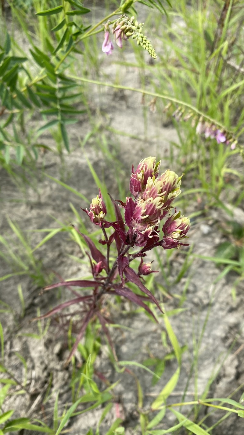Fairbanks Annual Indian Paintbrush photo 4