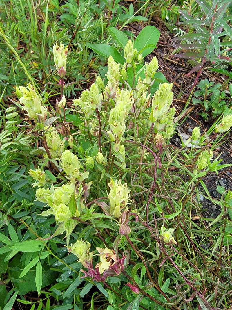 Fairbanks Annual Indian Paintbrush photo 5
