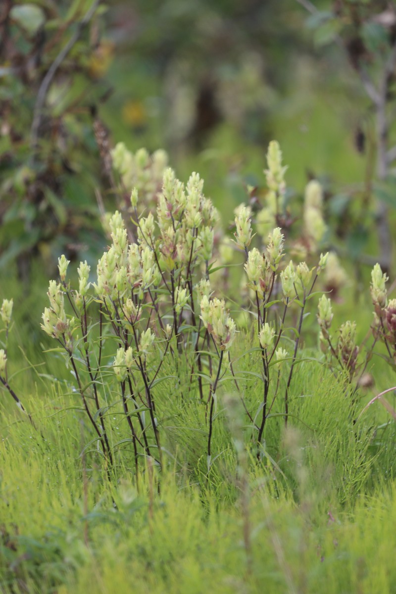 Fairbanks Annual Indian Paintbrush photo 6