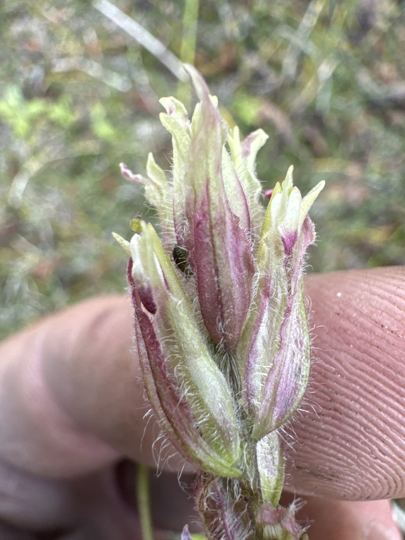 Fairbanks Annual Indian Paintbrush photo 7