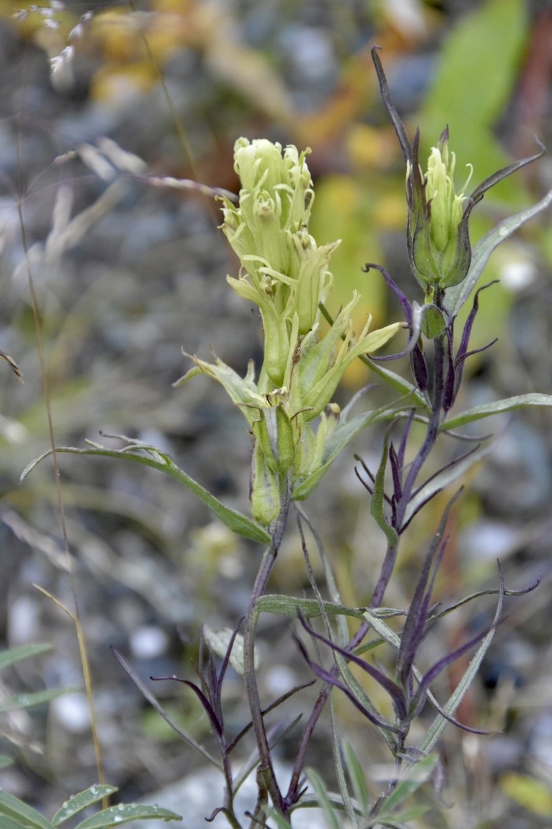 Fairbanks Annual Indian Paintbrush photo 8