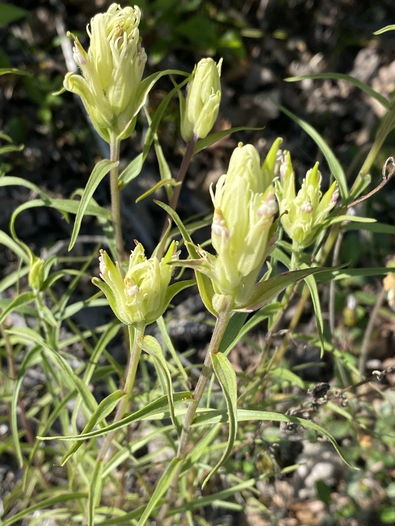 Port Clarence Indian Paintbrush