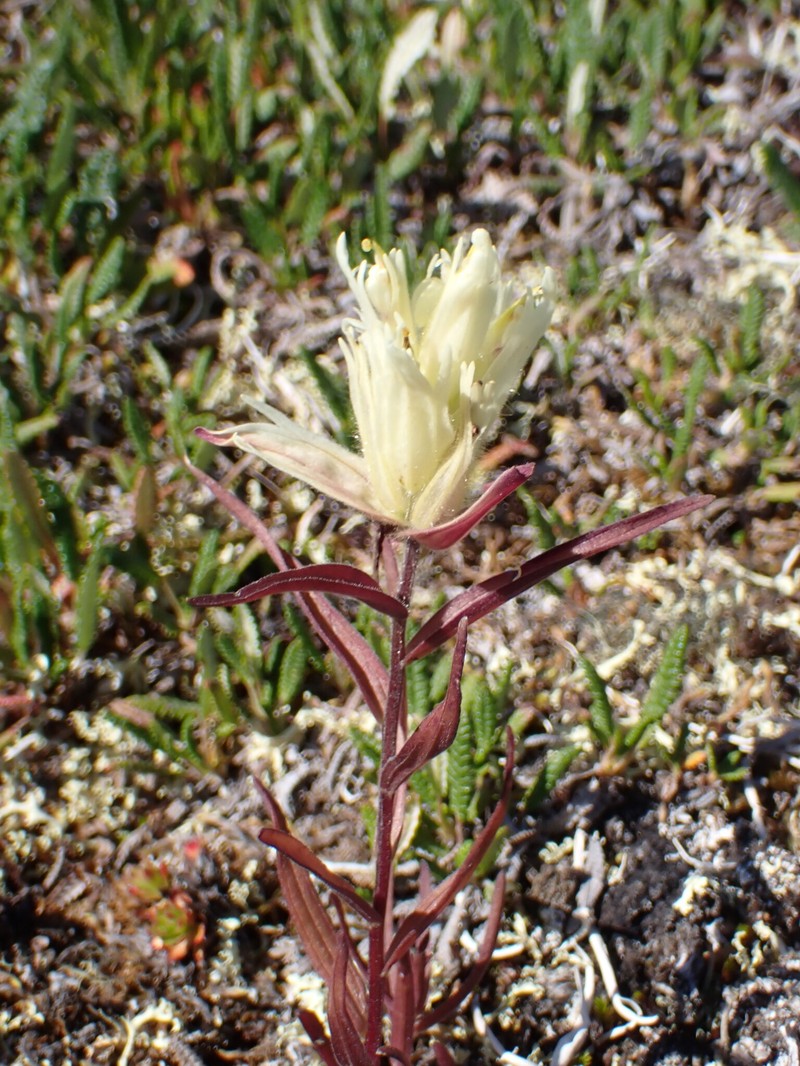 Port Clarence Indian Paintbrush photo 2