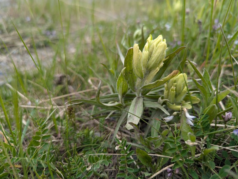 Port Clarence Indian Paintbrush photo 3