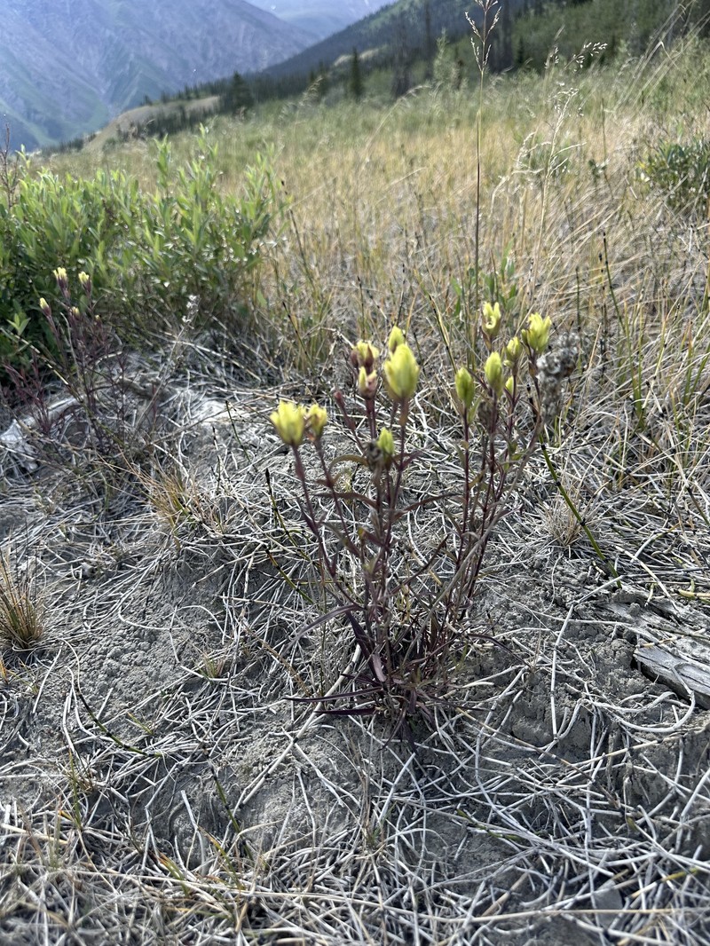 Yukon Indian Paintbrush