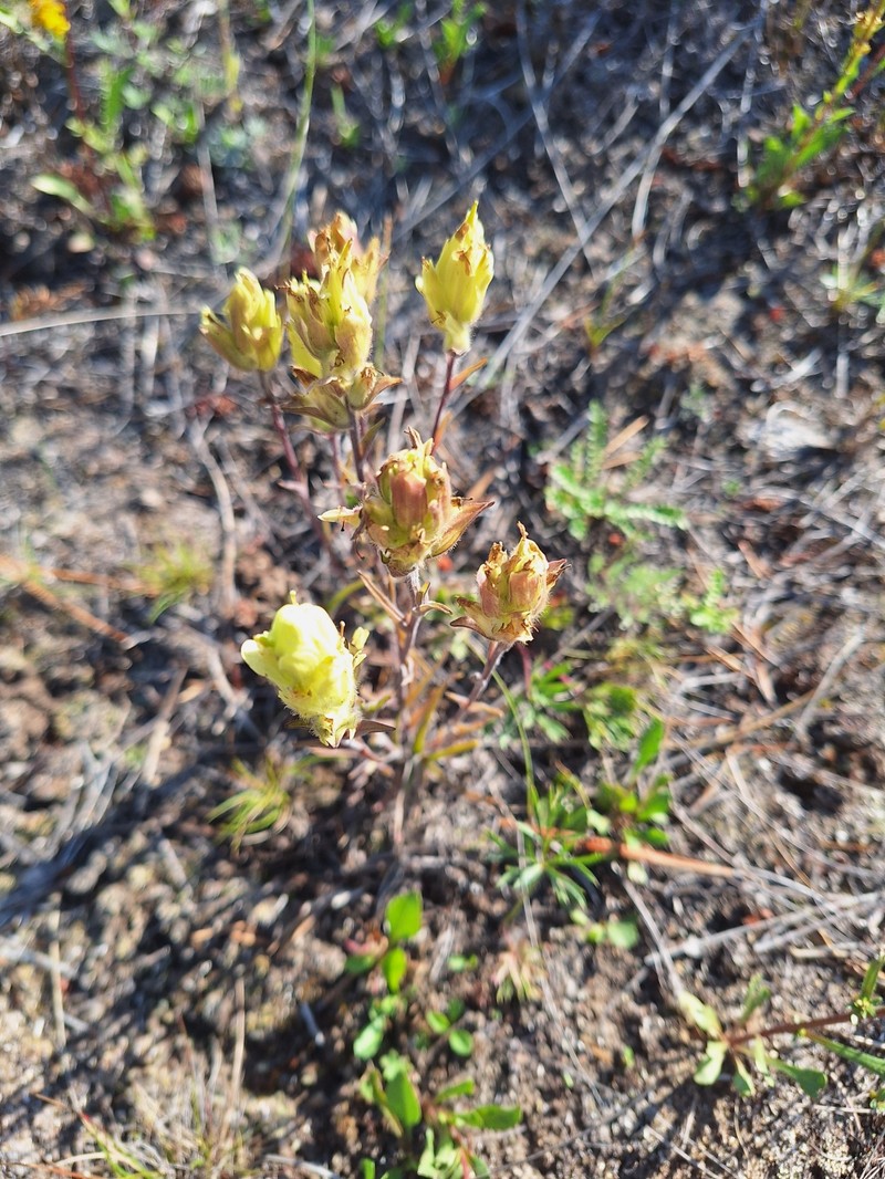 Yukon Indian Paintbrush photo 2
