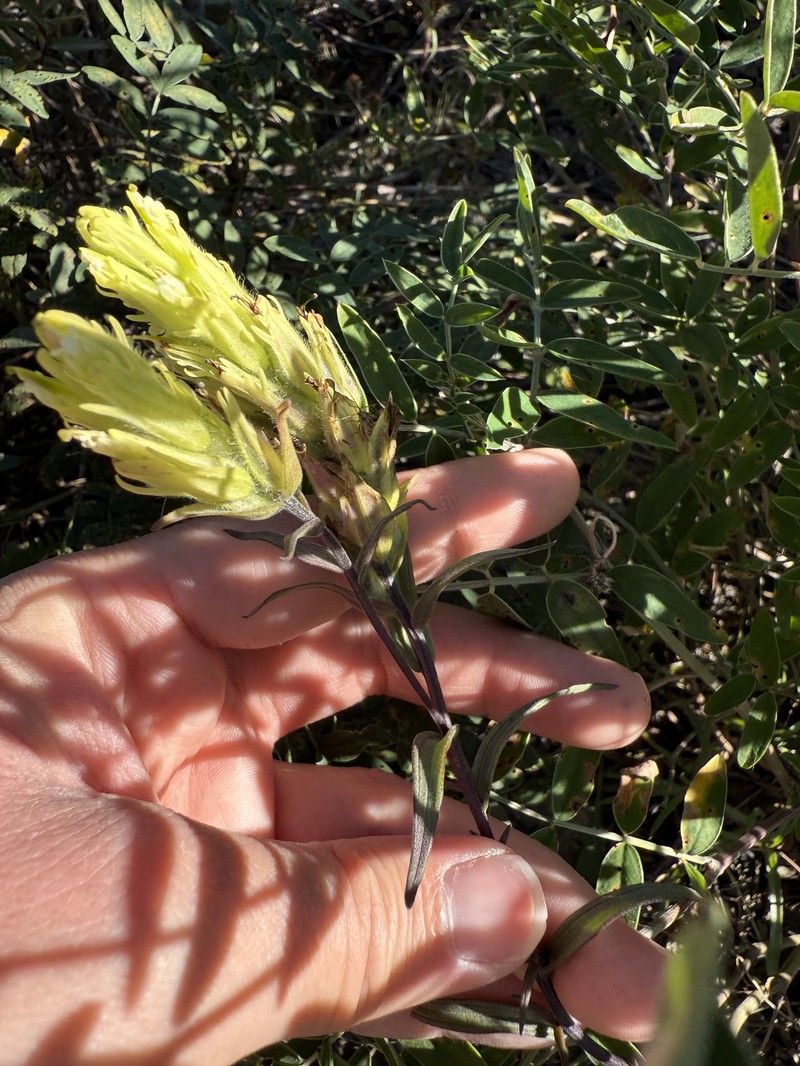 Yukon Indian Paintbrush photo 3