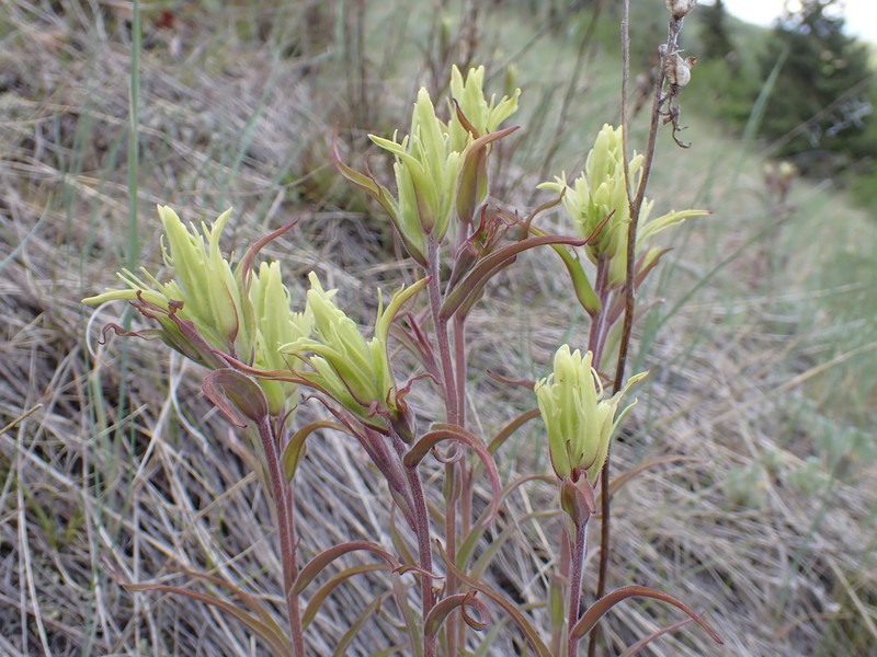 Yukon Indian Paintbrush photo 4