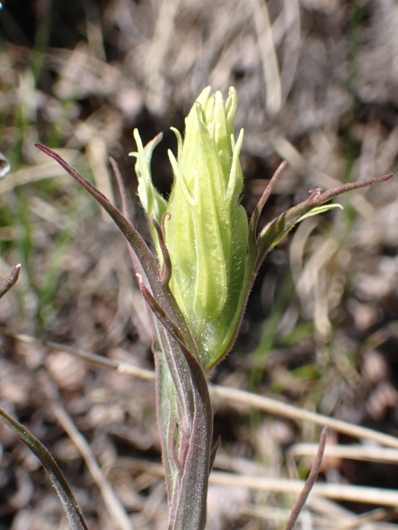 Yukon Indian Paintbrush photo 5
