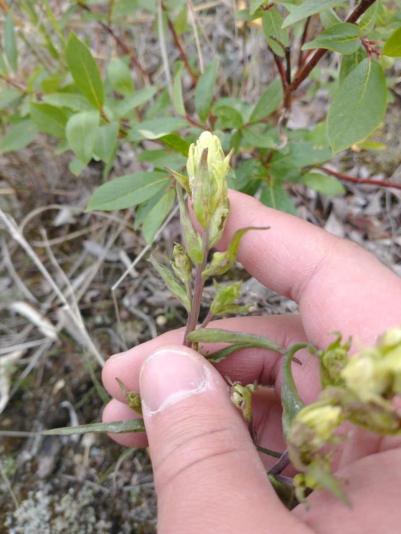 Yukon Indian Paintbrush photo 6