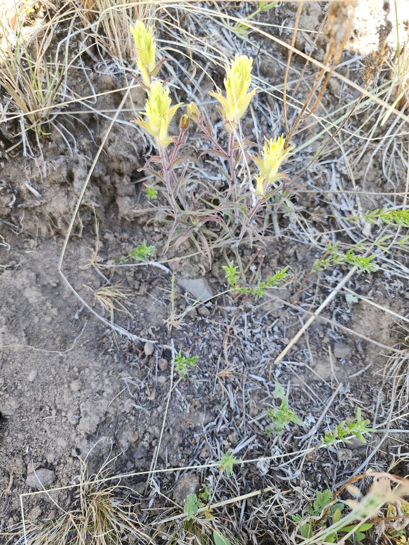Yukon Indian Paintbrush photo 7
