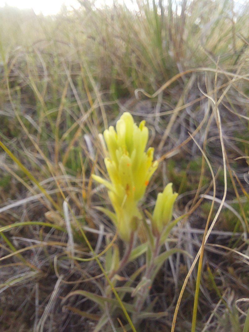 Yukon Indian Paintbrush photo 8