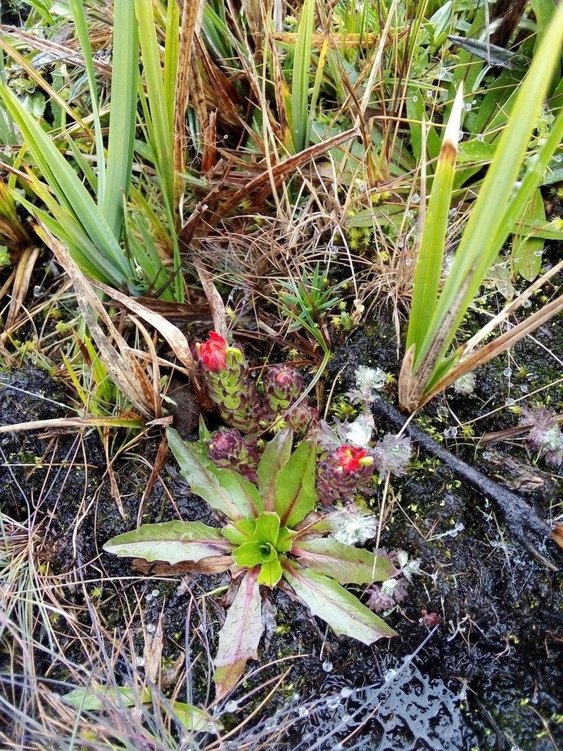 Castilleja paramensis photo 2