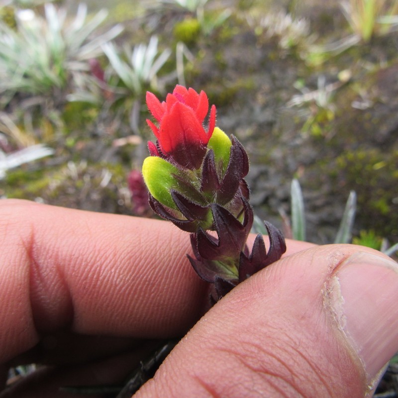 Castilleja paramensis photo 3
