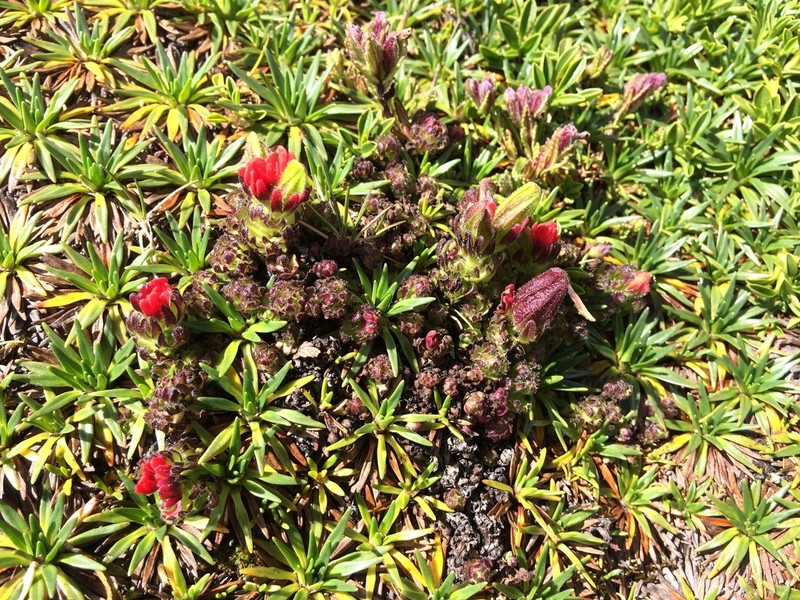 Castilleja paramensis photo 4