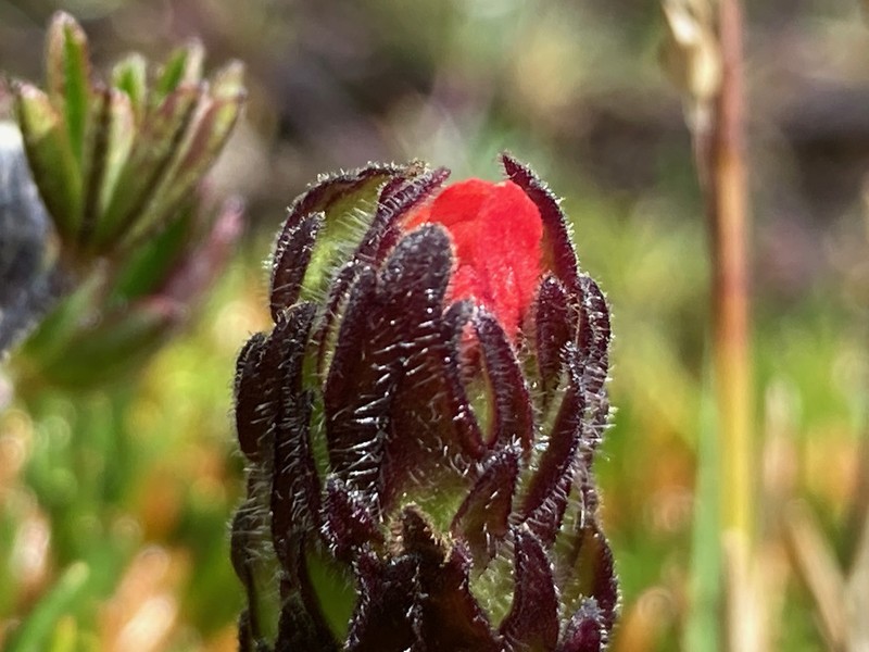 Castilleja paramensis photo 5