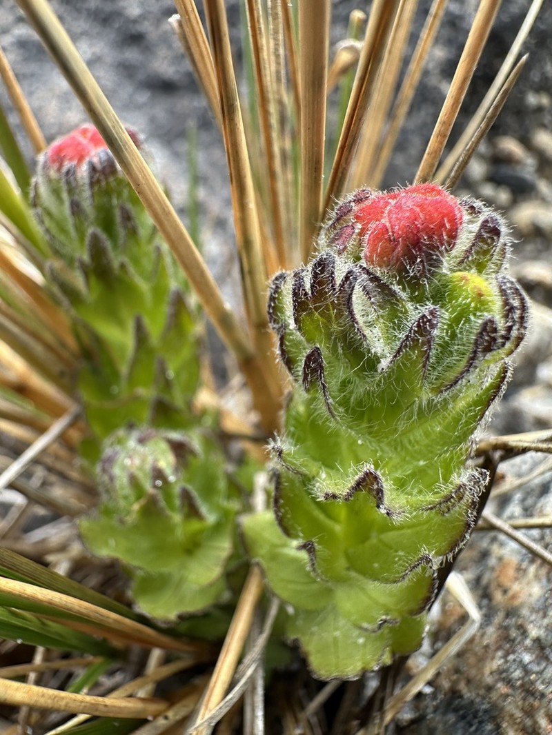 Castilleja paramensis photo 6