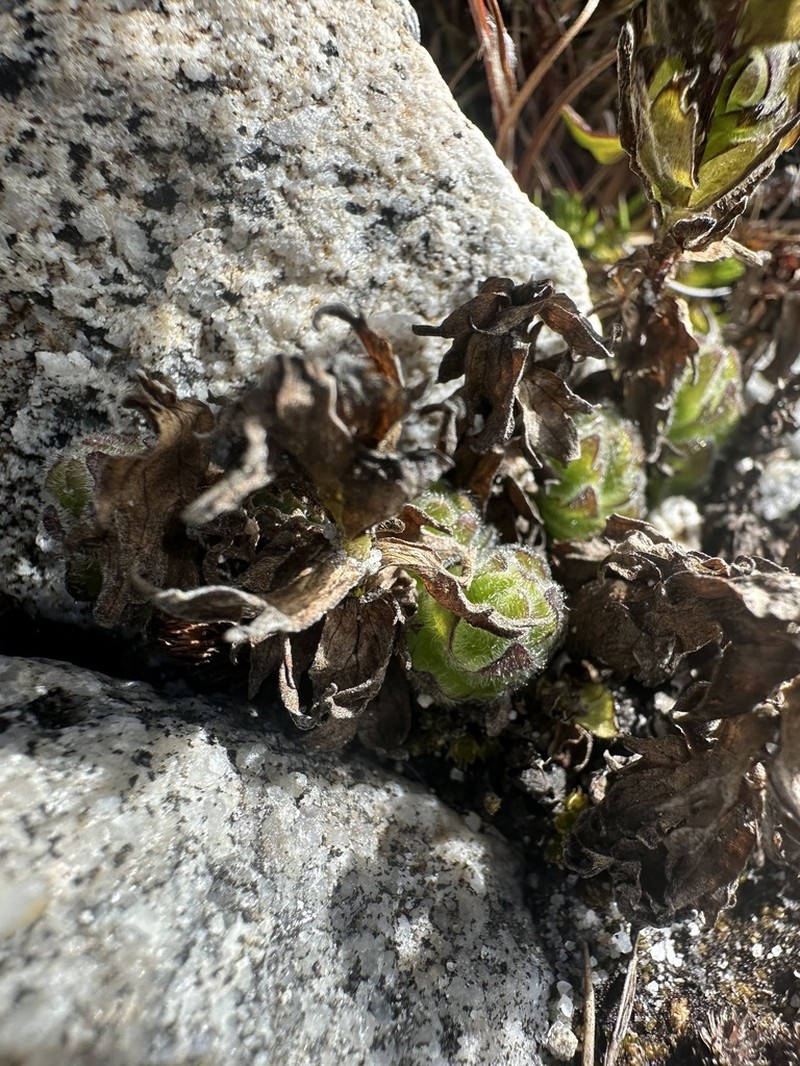 Castilleja paramensis photo 7