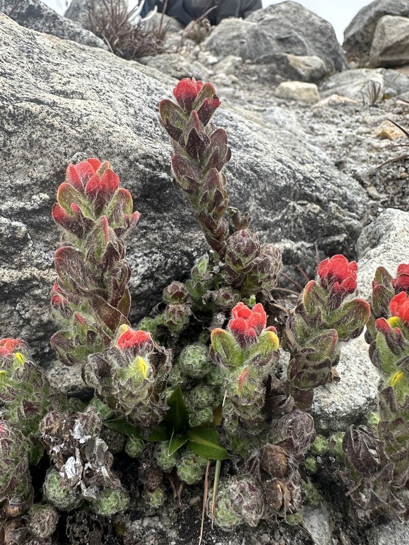 Castilleja paramensis photo 8
