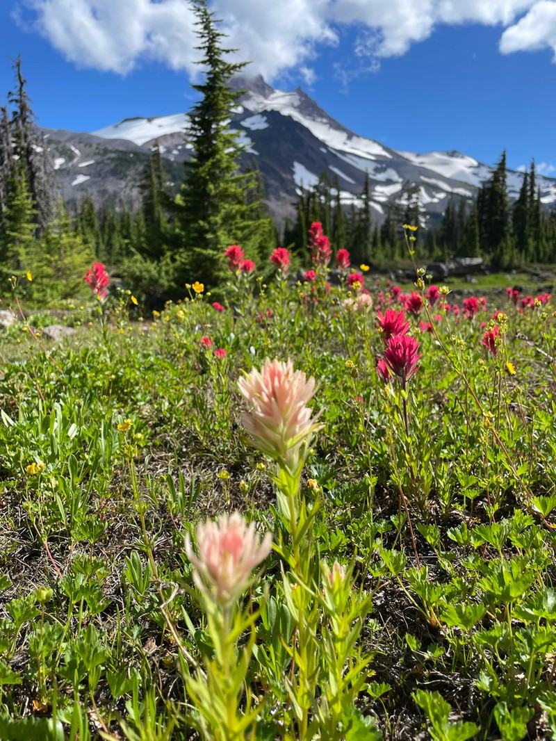 Mountain Indian Paintbrush