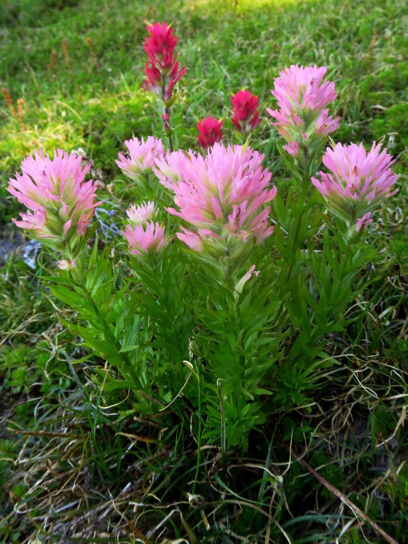 Mountain Indian Paintbrush photo 2
