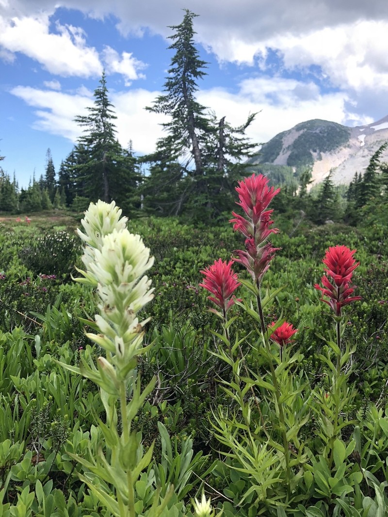 Mountain Indian Paintbrush photo 3