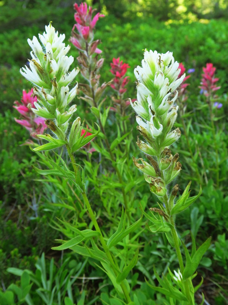 Mountain Indian Paintbrush photo 4