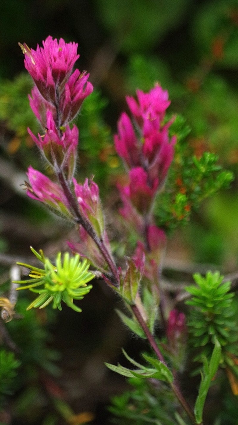 Mountain Indian Paintbrush photo 5