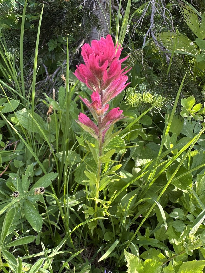 Mountain Indian Paintbrush photo 6