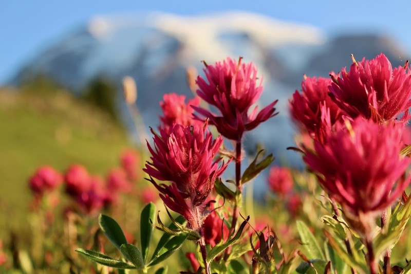 Mountain Indian Paintbrush photo 7